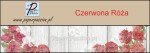 Czerwona Róża pasek jednostronny